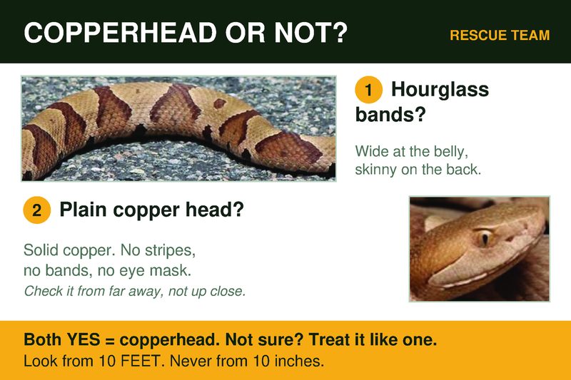 The SaveSnakes pocket card: Copperhead or not?