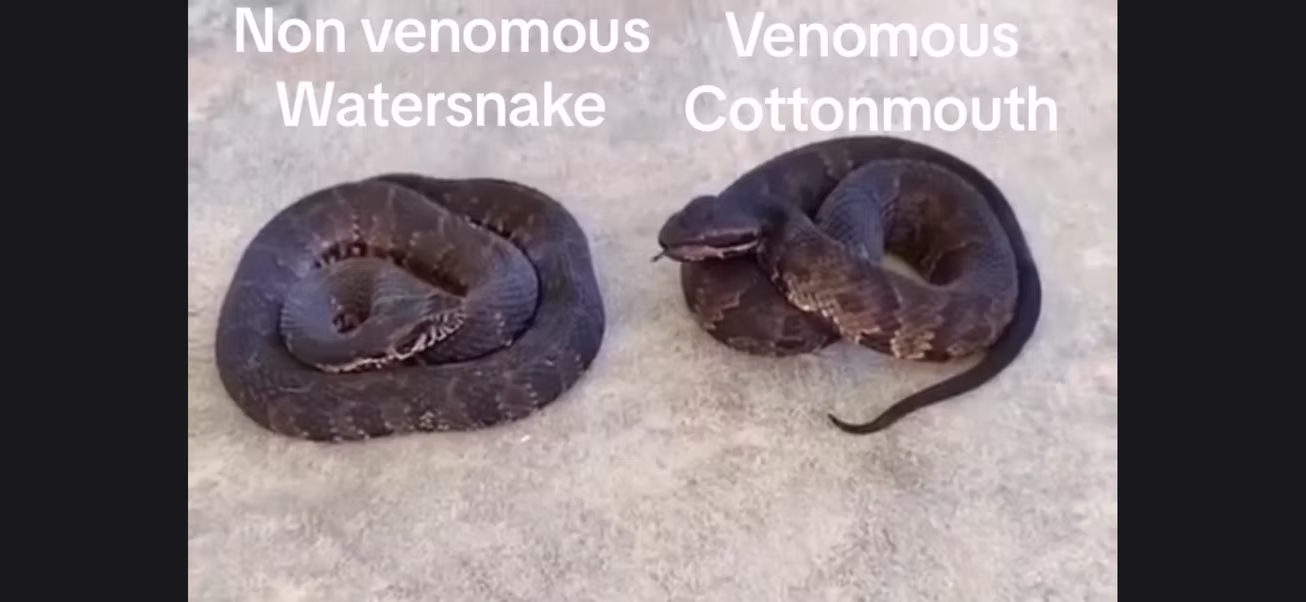Harmless watersnake next to a venomous cottonmouth