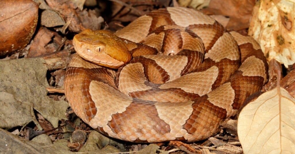Eastern Copperhead