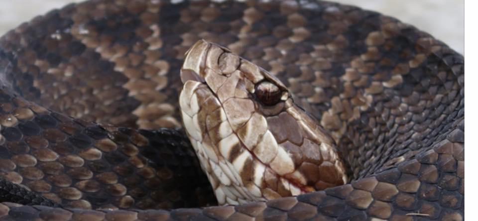 Northern Cottonmouth