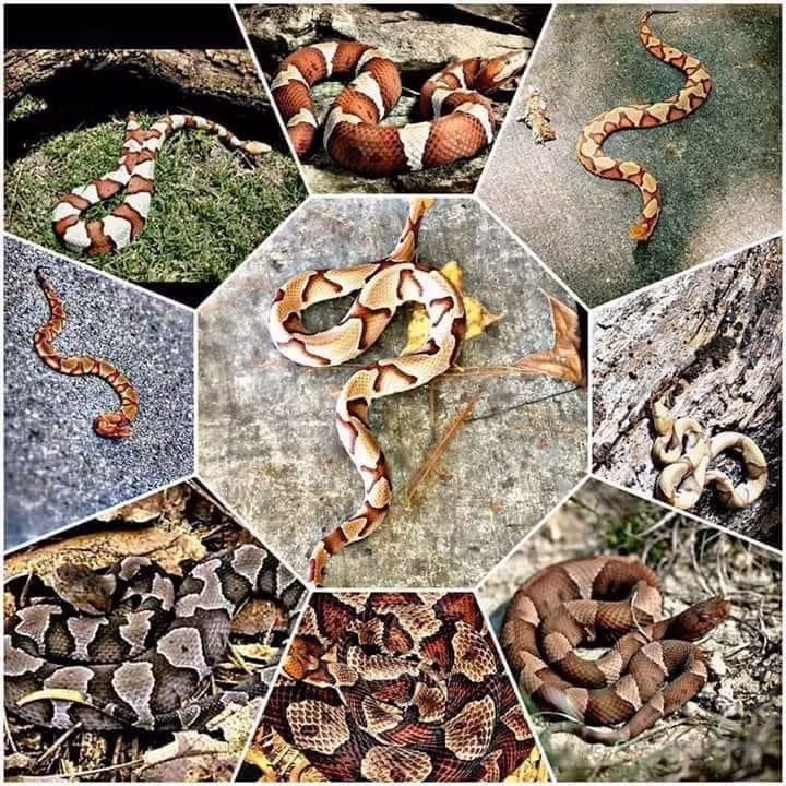 Eastern Copperhead in natural habitat
