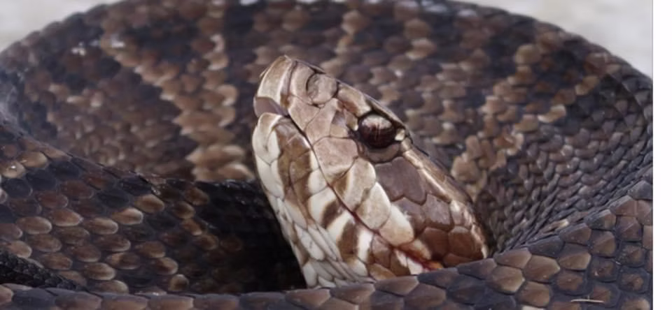 Northern Cottonmouth head