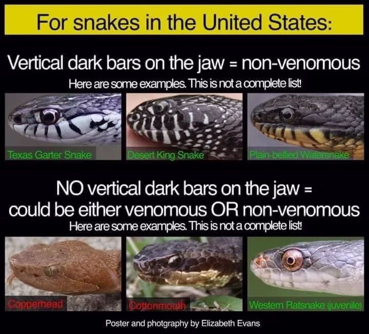 Snakes in the USA overview
