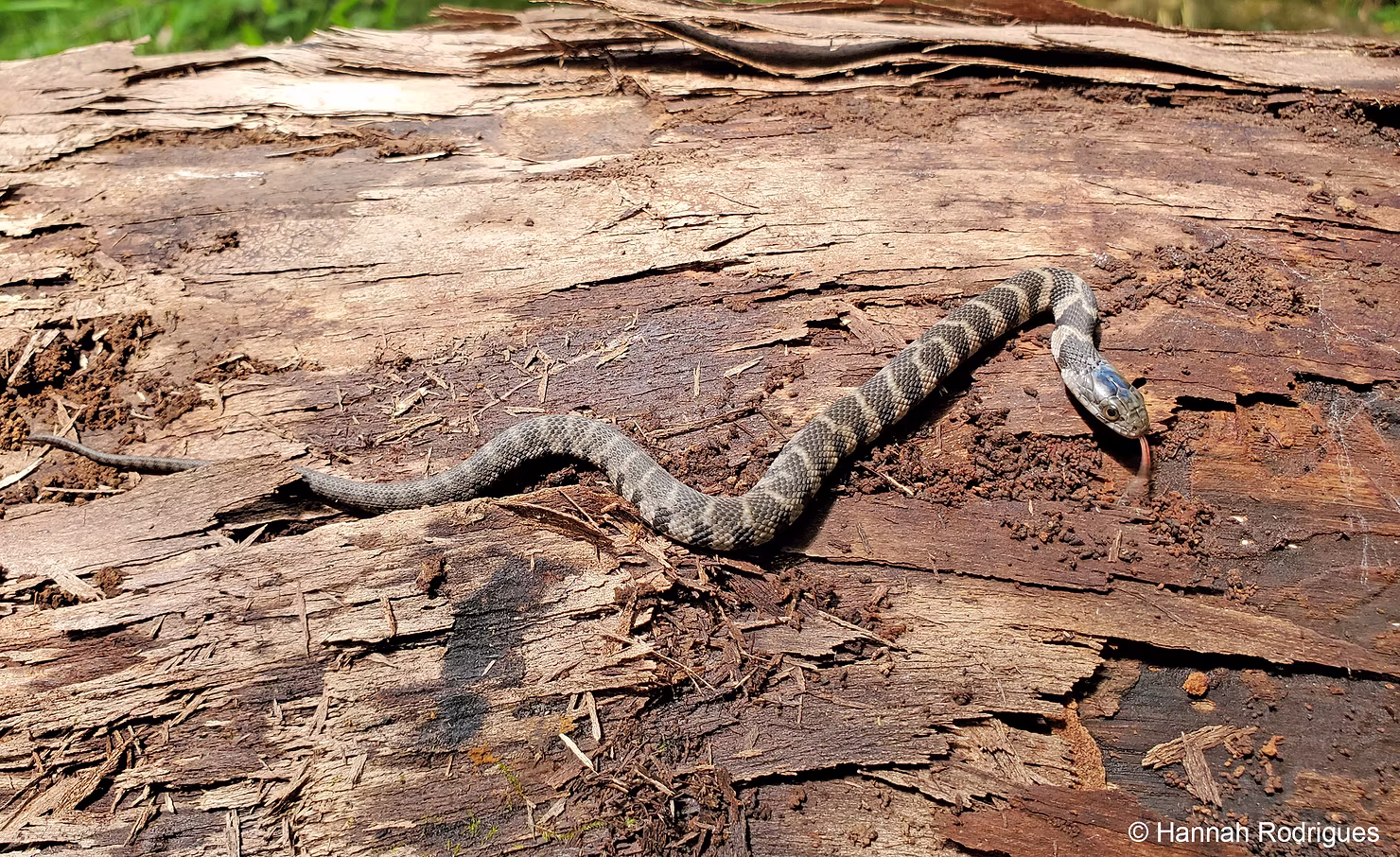 Northern Water Snake near water