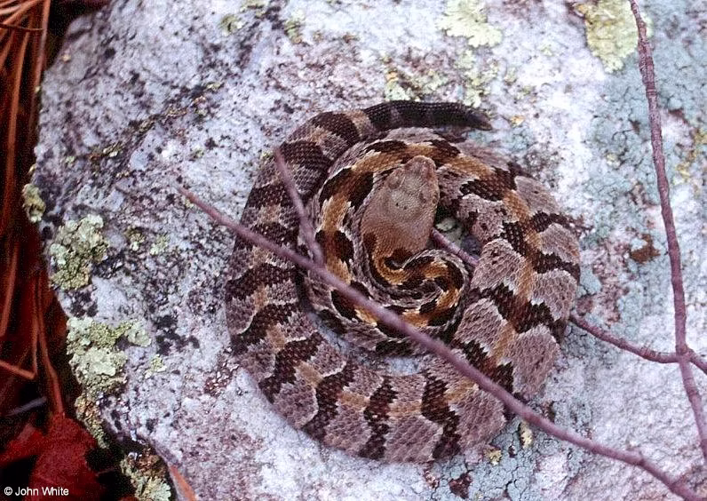 Timber Rattlesnake body pattern
