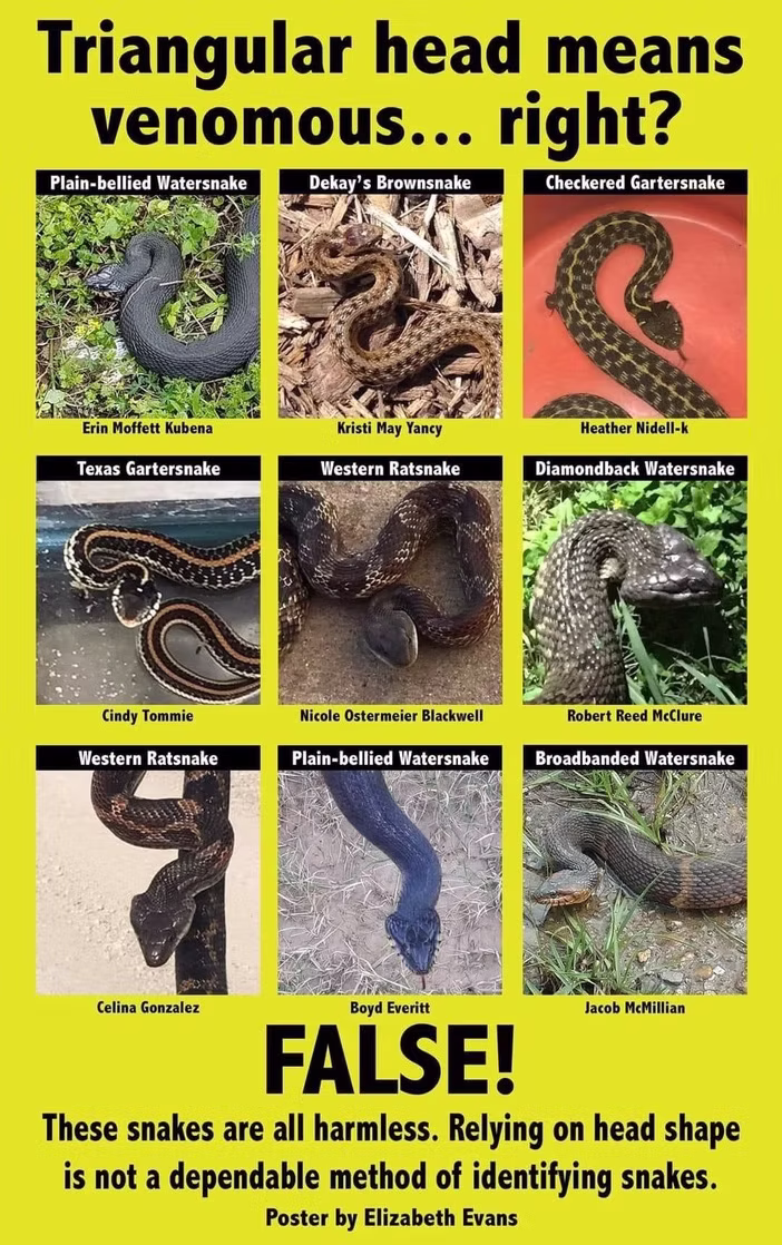 Snake head shape comparison - venomous vs non-venomous