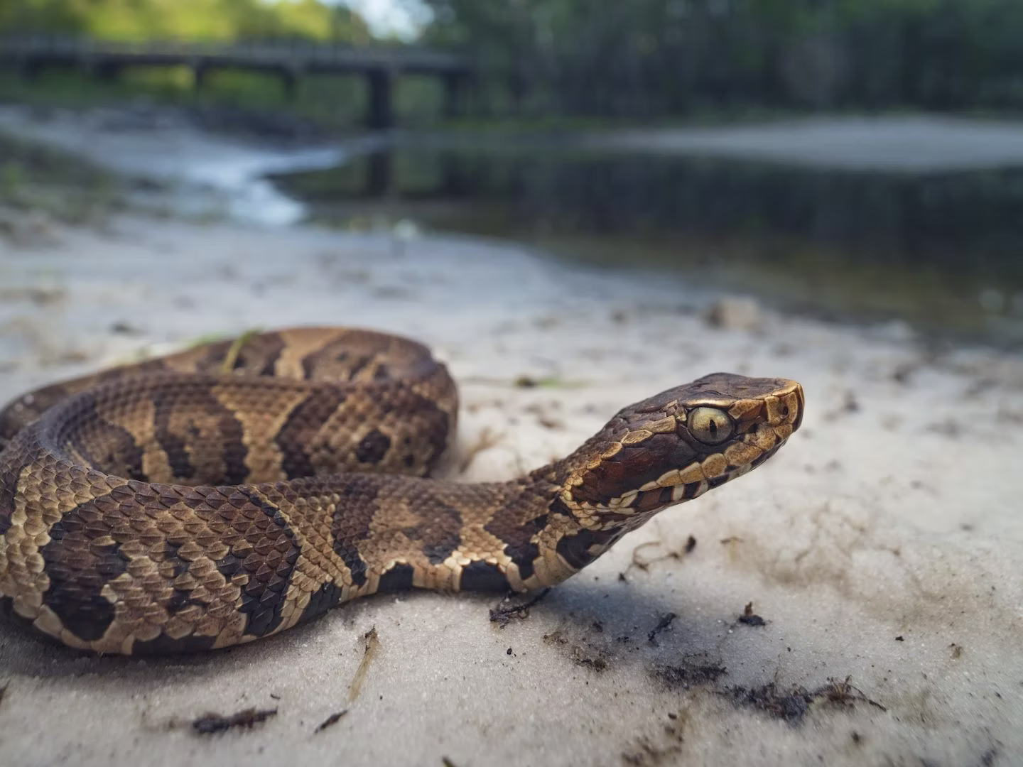 Northern Cottonmouth