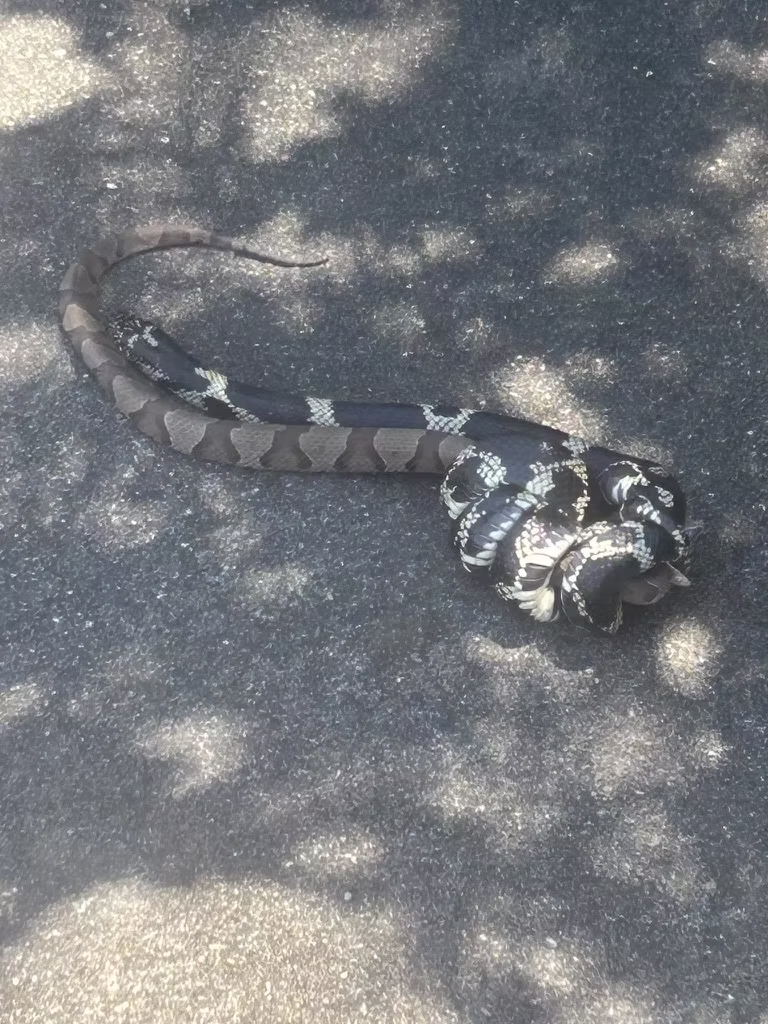 Non-venomous King Snake feeding on Venomous copperhead