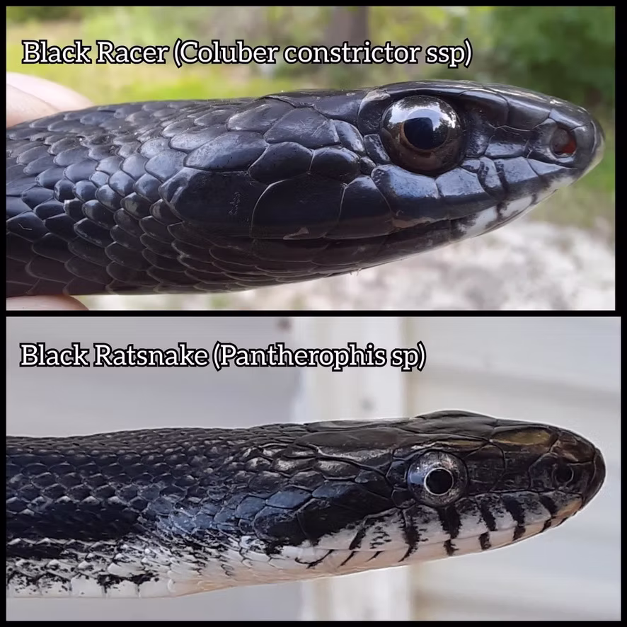 Eastern Rat Snake often misidentified