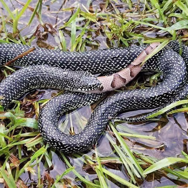 Non-venomous King Snake feeding on Venomous copperhead