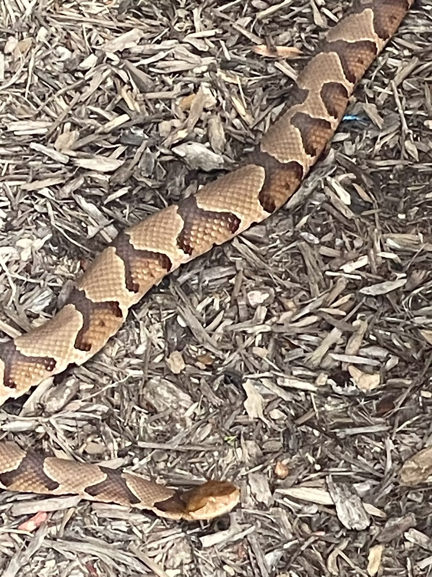 Eastern Copperhead