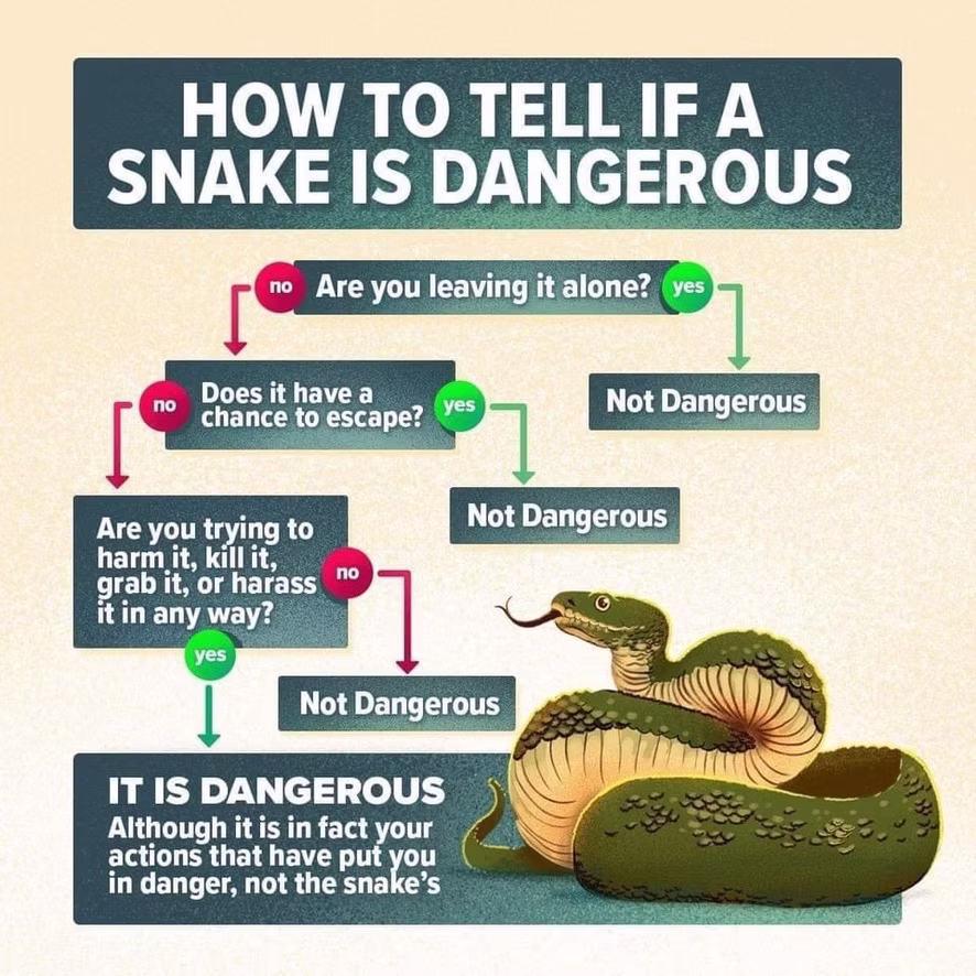 How to identify snakes