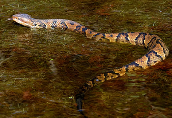 Northern Cottonmouth body pattern