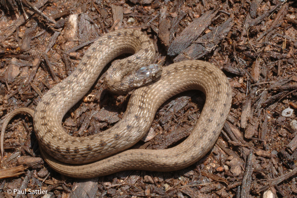 Dekay's Brown Snake
