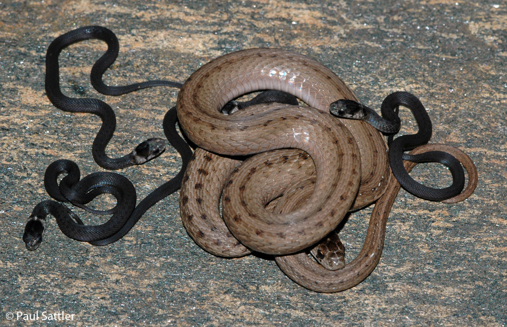 Dekay's Brown Snake detail