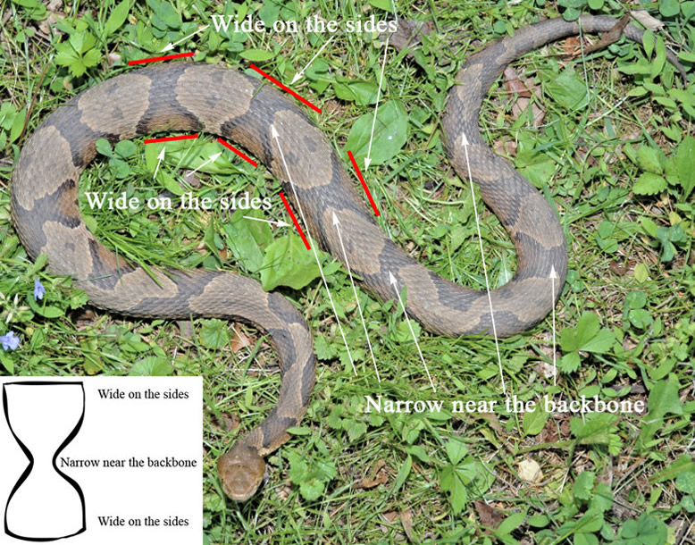 Eastern Copperhead