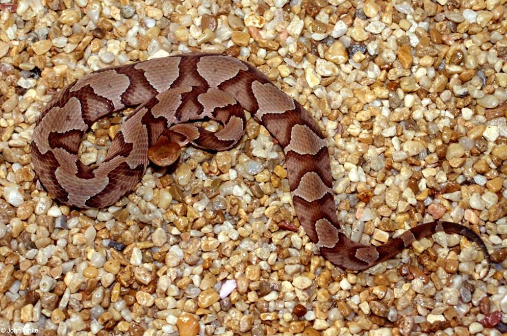 Eastern Copperhead pattern detail