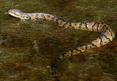 Northern Cottonmouth