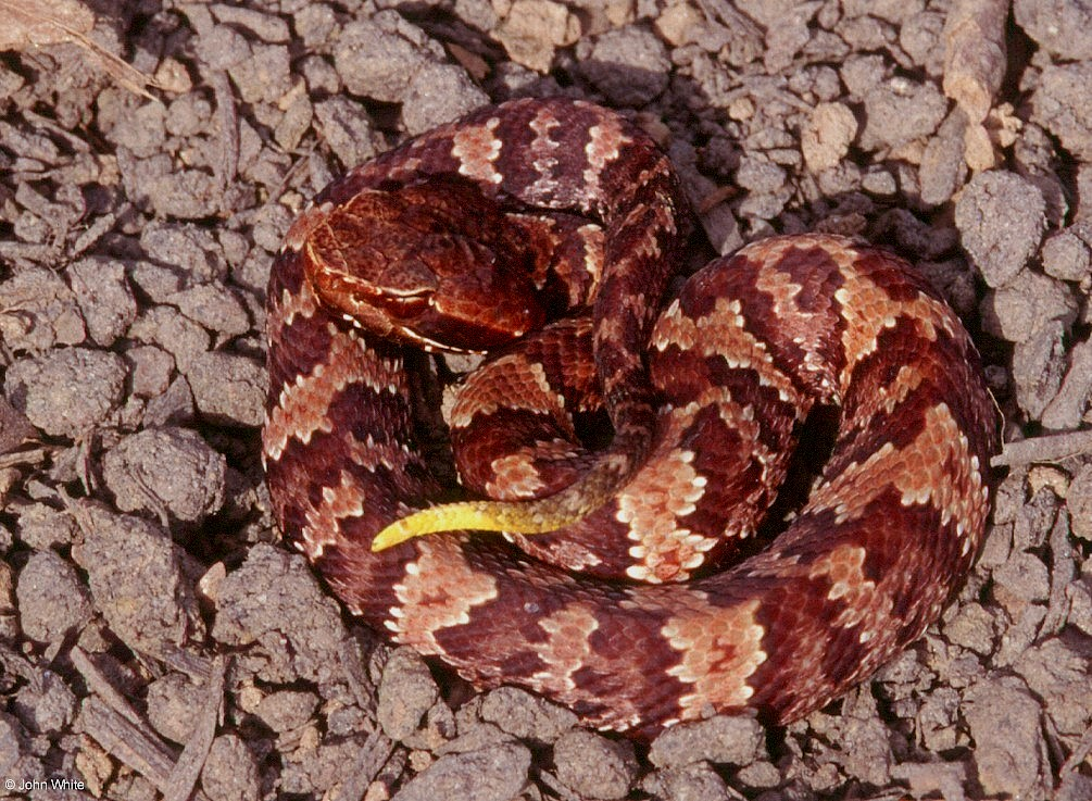 Northern Cottonmouth detail