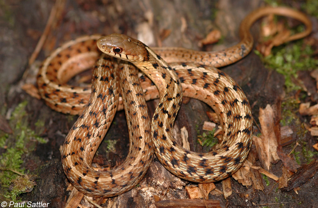 Eastern Garter Snake