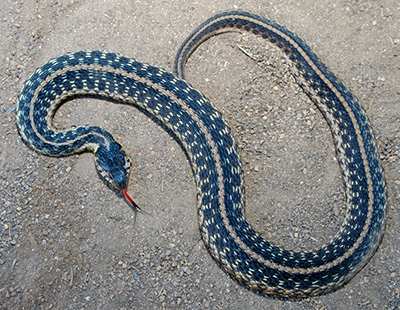 Eastern Garter Snake detail
