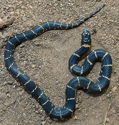 Eastern Kingsnake