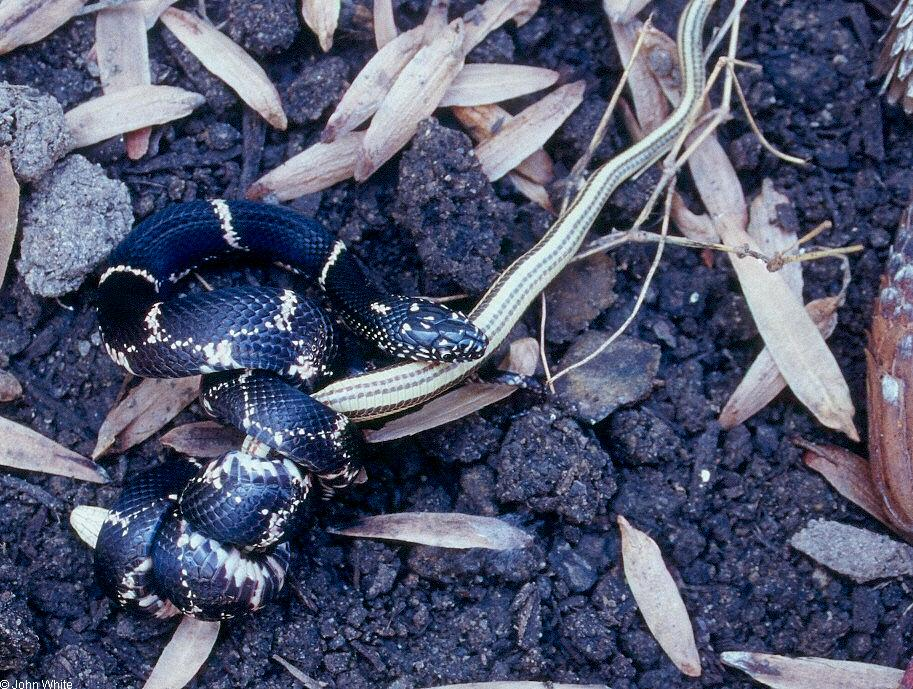Eastern Kingsnake detail