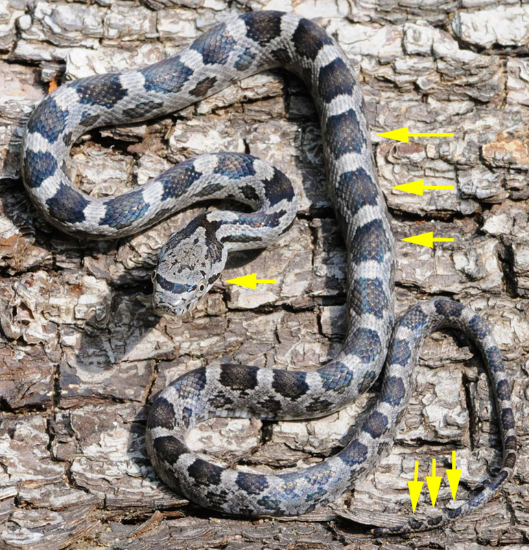 Eastern Rat Snake