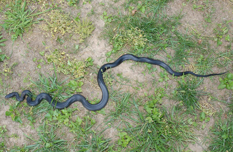 Eastern Rat Snake detail