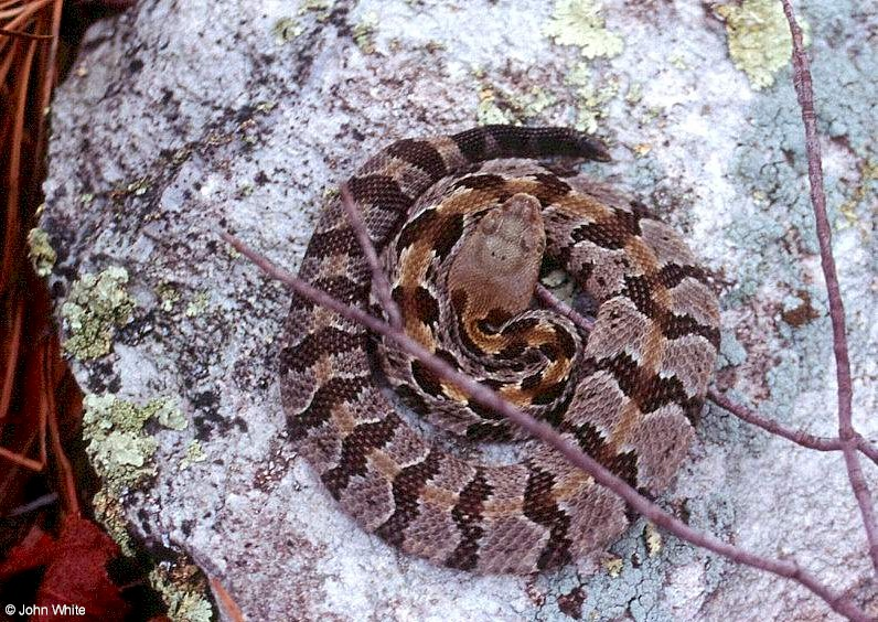 Timber Rattlesnake