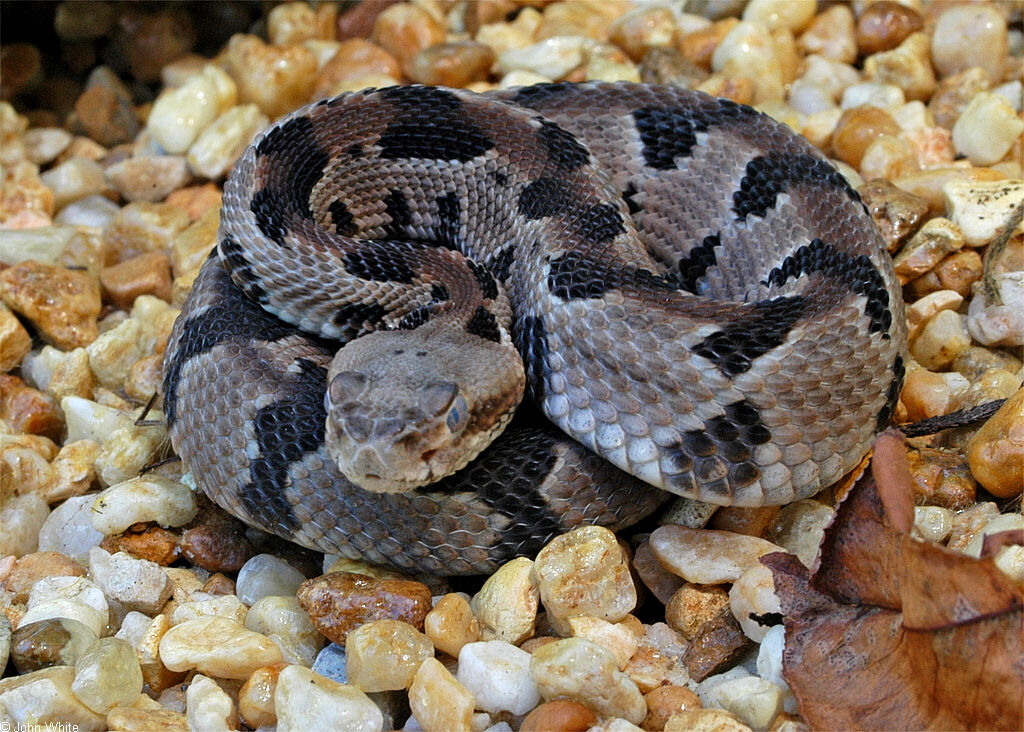 Timber Rattlesnake detail