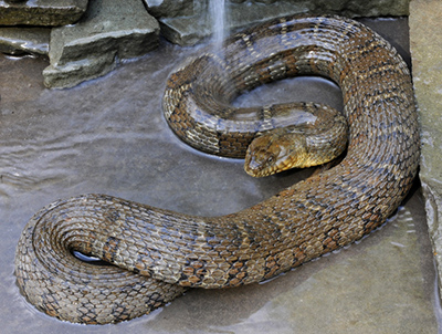 Northern Water Snake