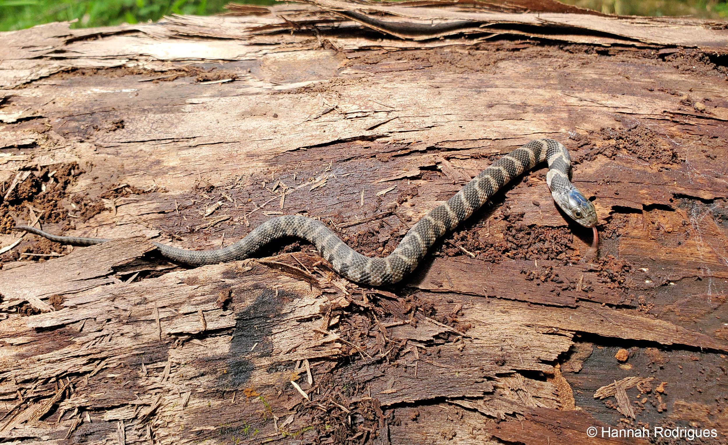 Northern Water Snake detail
